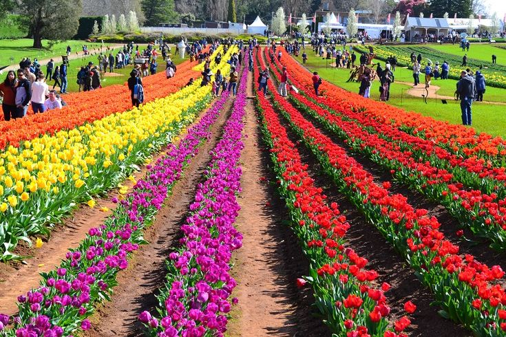 Tulip Festival 2025