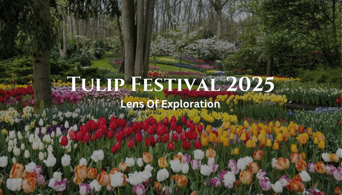 tulip festival 2025 flowers