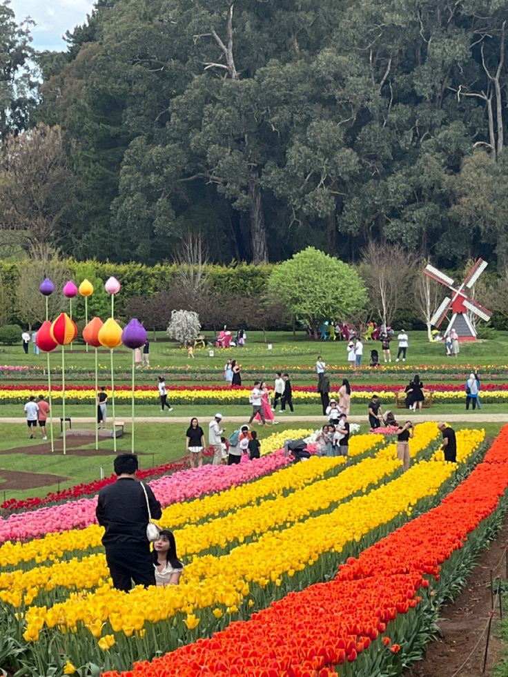 Tulip Festival 2025