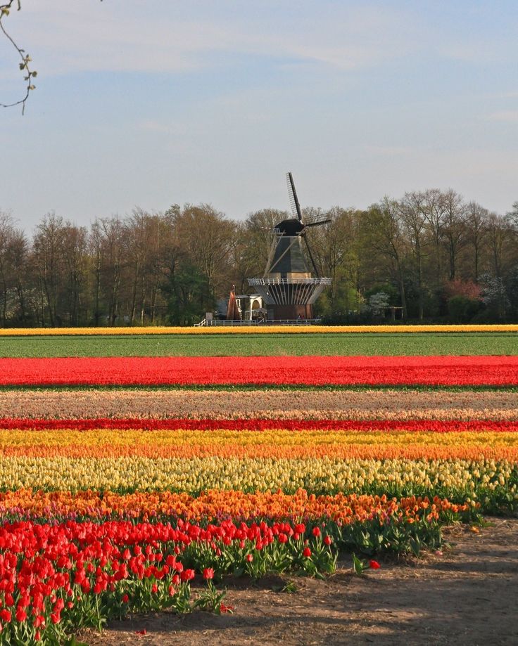 tulip festival 2025 Features