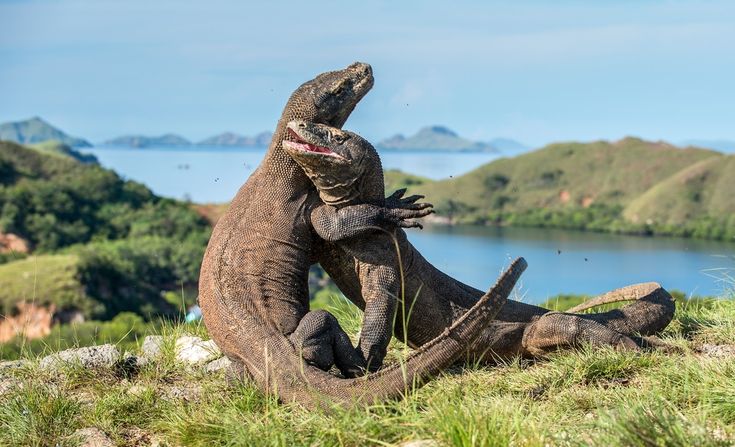 komodo island